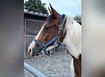 Quarter Pony, Merrie, 5 Jaar, 153 cm, Gevlekt-paard