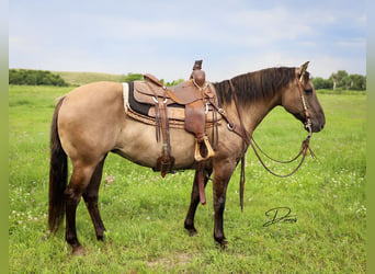 Quarter Pony, Merrie, 6 Jaar, 142 cm, Grullo