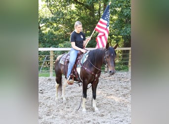 Quarter Pony, Merrie, 6 Jaar, 142 cm, Roodbruin