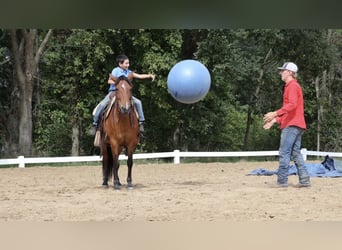 Quarter Pony, Merrie, 6 Jaar, Roodbruin