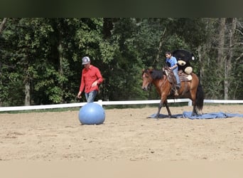 Quarter Pony, Merrie, 6 Jaar, Roodbruin