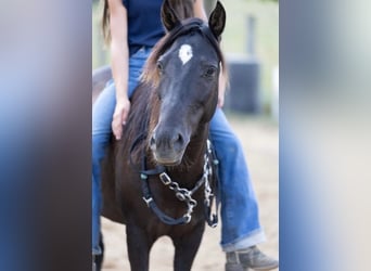 Quarter Pony, Merrie, 7 Jaar, 127 cm, Donkerbruin