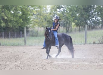 Quarter Pony, Merrie, 7 Jaar, 127 cm, Donkerbruin