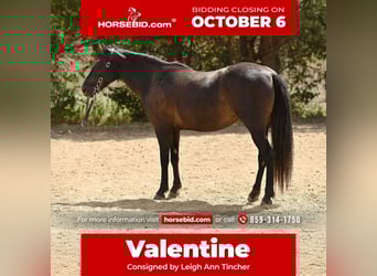 Quarter Pony, Merrie, 7 Jaar, 127 cm, Donkerbruin