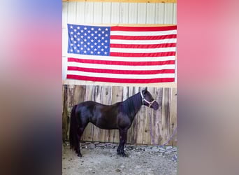 Quarter Pony, Merrie, 7 Jaar, 127 cm, Donkerbruin