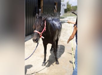 Quarter Pony, Merrie, 7 Jaar, 127 cm, Donkerbruin