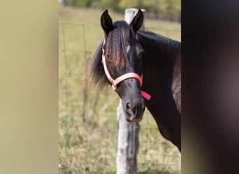 Quarter Pony, Merrie, 7 Jaar, 127 cm, Donkerbruin