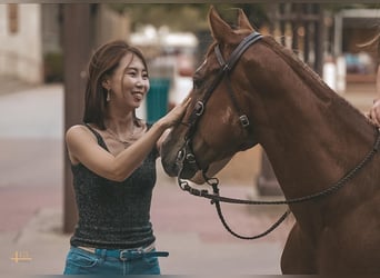 Quarter Pony, Merrie, 7 Jaar, 127 cm, Roodvos