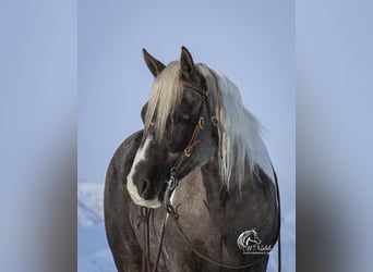 Quarter Pony, Merrie, 7 Jaar, 130 cm, Tobiano-alle-kleuren