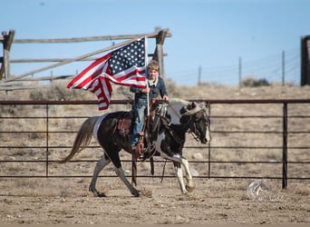 Quarter Pony, Merrie, 7 Jaar, 130 cm, Tobiano-alle-kleuren