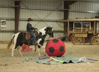 Quarter Pony, Merrie, 7 Jaar, 130 cm, Tobiano-alle-kleuren