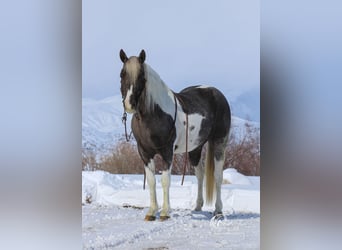 Quarter Pony, Merrie, 7 Jaar, 130 cm, Tobiano-alle-kleuren