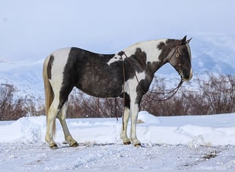 Quarter Pony, Merrie, 7 Jaar, 130 cm, Tobiano-alle-kleuren