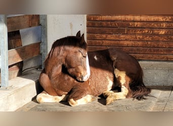 Quarter Pony Mix, Merrie, 7 Jaar, 149 cm, Gevlekt-paard