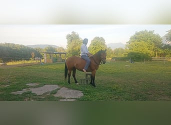 Quarter Pony Mix, Merrie, 7 Jaar, 150 cm, Lichtbruin