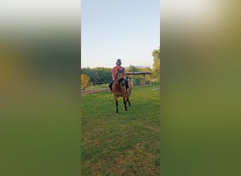 Quarter Pony Mix, Merrie, 7 Jaar, 150 cm, Lichtbruin
