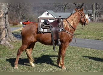 Quarter Pony, Merrie, 7 Jaar, 152 cm