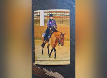 Quarter Pony, Merrie, 7 Jaar, 156 cm, Falbe