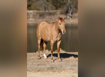 Quarter Pony, Merrie, 8 Jaar, 132 cm, Red Dun