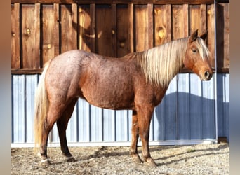 Quarter Pony, Merrie, 8 Jaar, 135 cm, Roan-Red