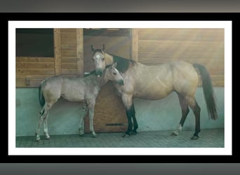 Quarter Pony, Merrie, 8 Jaar, 151 cm, Buckskin