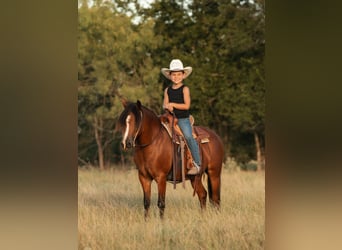 Quarter Pony, Merrie, 8 Jaar, Roodbruin