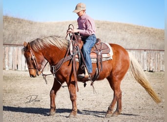Quarter Pony, Merrie, 9 Jaar, 137 cm, Roodvos