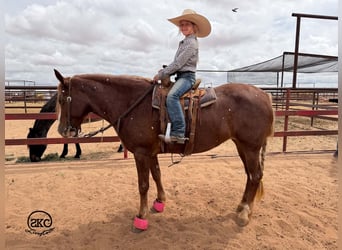 Quarter Pony, Merrie, 9 Jaar, 142 cm, Roodvos