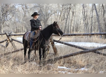 Quarter Pony, Merrie, 9 Jaar, 145 cm, Roan-Blue