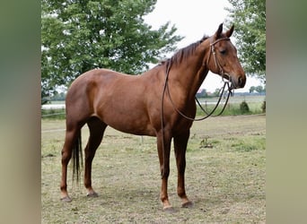 Quarter Pony, Merrie, 9 Jaar, 147 cm, Vos