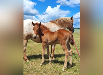 Quarter Pony, Merrie, Veulen (05/2026), 147 cm, Vos