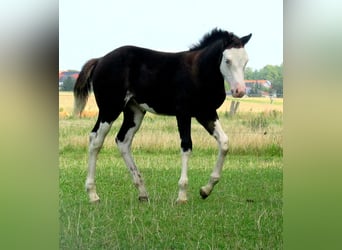 Quarter Pony, Merrie, veulen (06/2023), 148 cm, Overo-alle-kleuren