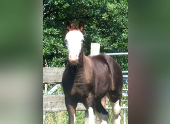 Quarter Pony, Merrie, veulen (06/2023), 148 cm, Overo-alle-kleuren