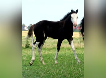 Quarter Pony, Merrie, veulen (06/2023), 148 cm, Overo-alle-kleuren