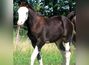 Quarter Pony, Merrie, veulen (06/2023), 148 cm, Overo-alle-kleuren