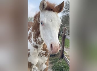 Quarter Pony, Merrie, , 150 cm, Vos