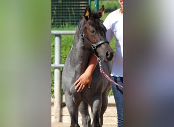 Quarter Pony, Merrie, veulen (05/2023), 152 cm, Roan-Blue