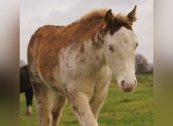 Quarter Pony, Ogier, 1 Rok, 148 cm, Overo wszelkich maści