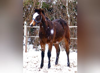 Quarter Pony, Ogier, 1 Rok, 148 cm, Overo wszelkich maści
