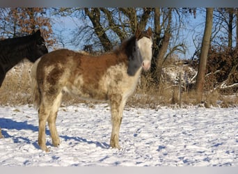 Quarter Pony, Ogier, 1 Rok, 148 cm, Overo wszelkich maści