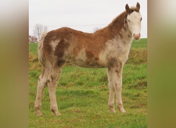 Quarter Pony, Ogier, 1 Rok, 150 cm, Overo wszelkich maści