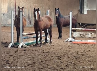 Quarter Pony Mix, Ogier, 2 lat, 150 cm, Gniada