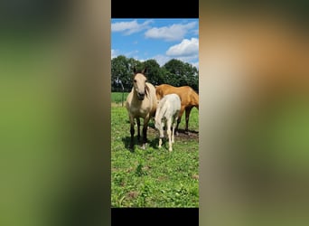 Quarter Pony, Ogier, 2 lat, 150 cm, Szampańska