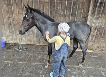 Quarter Pony, Ogier, Źrebak (04/2025), 145 cm, Stalowosiwy