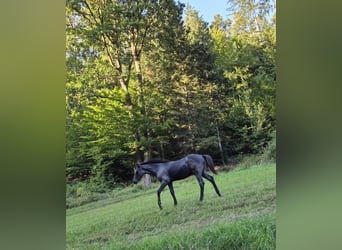 Quarter Pony, Ogier, Źrebak (04/2025), 145 cm, Stalowosiwy
