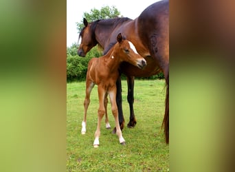 Quarter Pony, Ogier, , 148 cm, Gniada