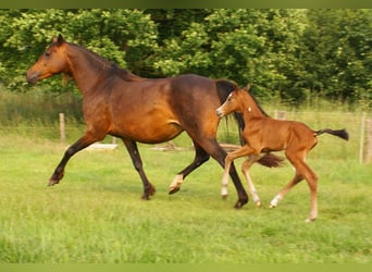Quarter Pony, Ogier, , 148 cm, Gniada