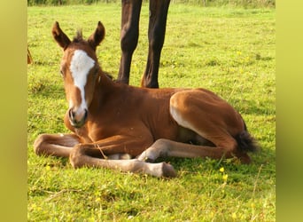 Quarter Pony, Ogier, , 148 cm, Gniada