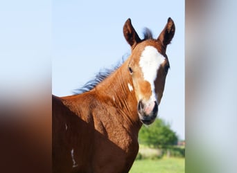 Quarter Pony, Ogier, , 148 cm, Gniada