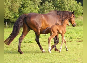 Quarter Pony, Ogier, , 148 cm, Gniada
